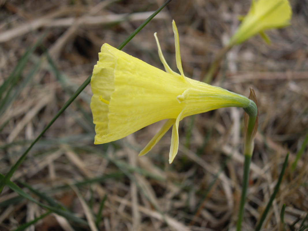 Narcissus bulbocodium photo